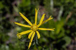 Florida false sunflower